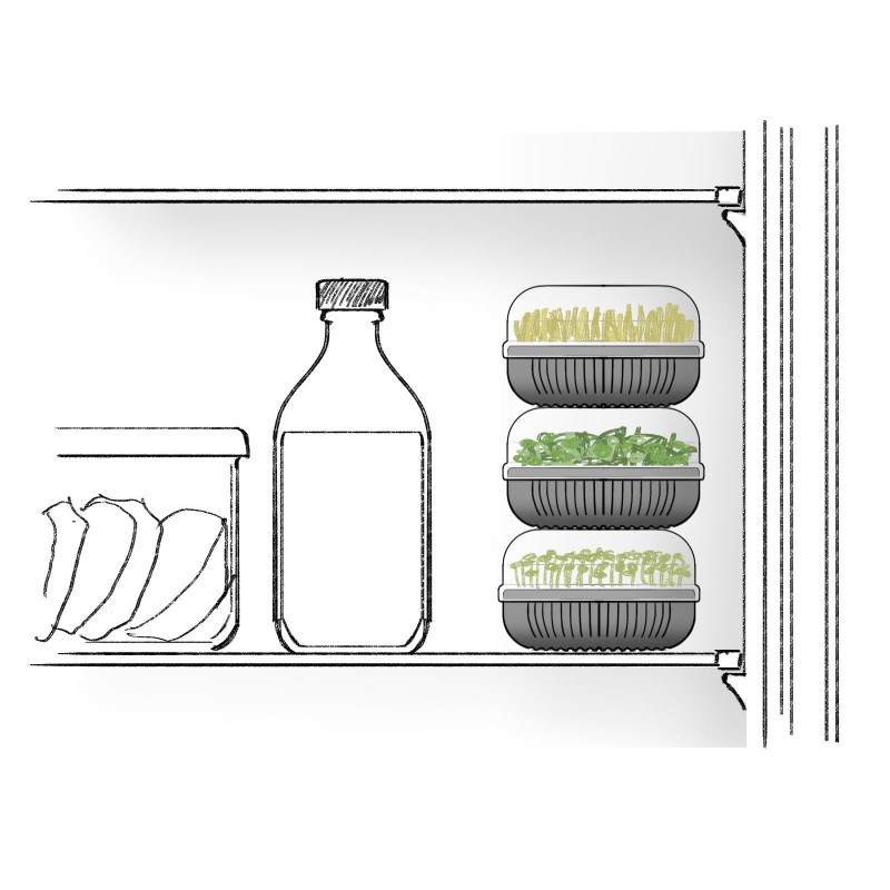 KIEŁKOWNICA Z NASIONAMI RZEŻUCHY