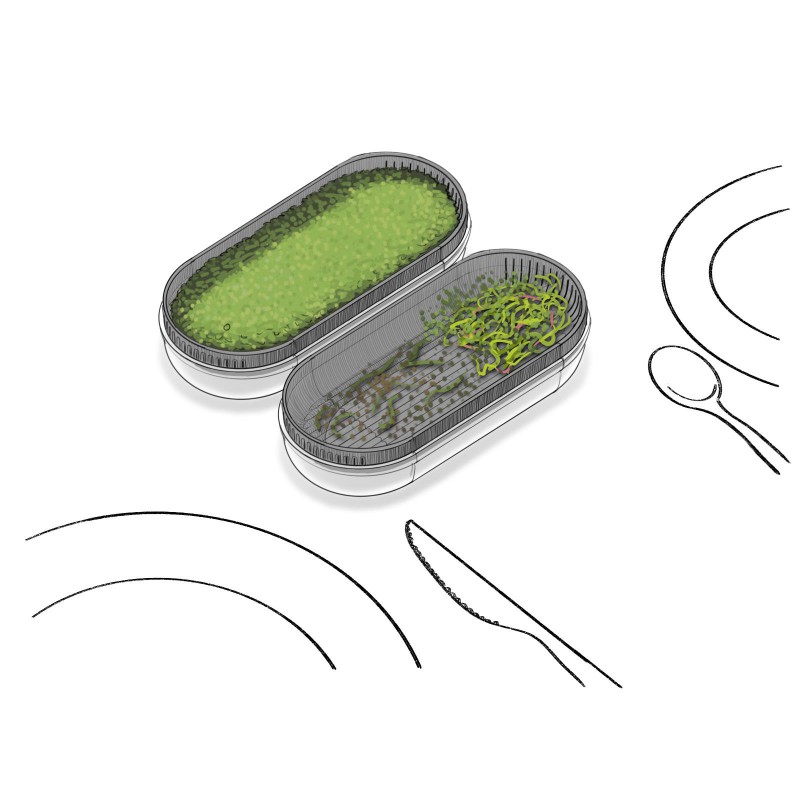 KIEŁKOWNICA Z NASIONAMI RZEŻUCHY